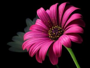 daisy-pollen-flower-nature-87840